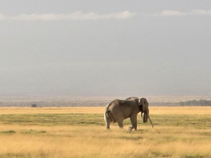 Adult elephant standing in grassy savanna with a distant horizon.