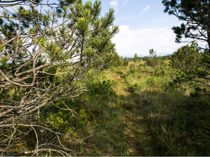Pine tree in a peatland