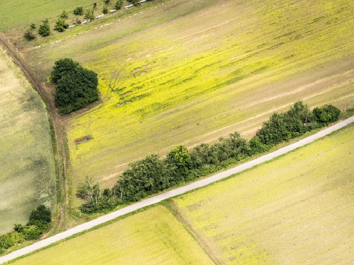 Aerial view of fields with a road and clusters of trees lining the edges.