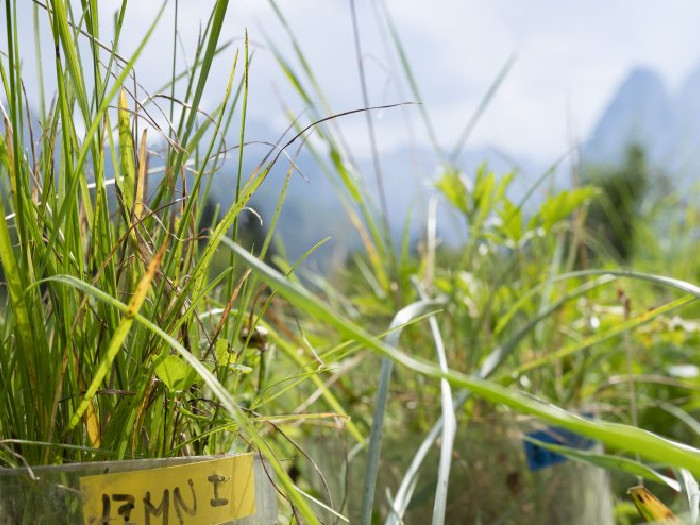Close-up of tall green grasses in a field with mountains in the blurred background.