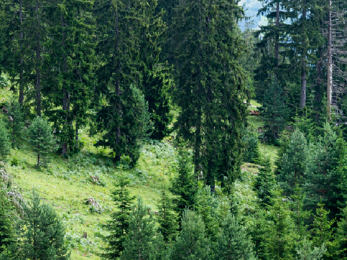 Dense green coniferous forest on a hillside with various sizes of pine trees and grass.