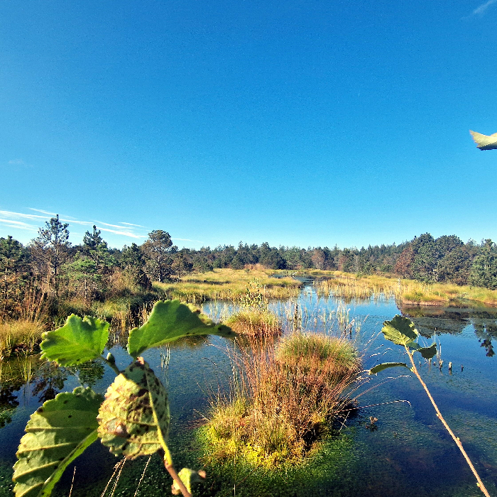 Wetland landscape with clear water, grasses, and trees under a bright blue sky.
